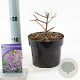 Vitex agnus-castus 30-35 cm 2,0L