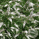 Vitex agnus-castus 'Albus' 40-50 cm 3,0L