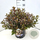 Weigela Black and White 40-50 cm 10L