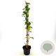 Abeliophyllum distichum 40-50 cm 2,0L