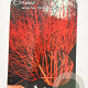 Cornus sang. 'Winter Beauty' 40-60 cm 5,0L