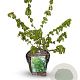 Acer campestre 40-60 cm 4,0L