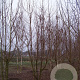 Acer campestre 450-500 cm draadkluit meerstammig