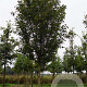 Acer campestre 'Elsrijk' 35-40 HO draadkluit 250 cm stam