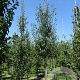 Pyrus c. 'Bonne Louise d'Avranches' 6-8 HO draadkluit