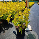 Acer negundo 'Kelly's Gold' 40-50 cm 3,0L