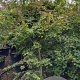 Acer palmatum 200-250 cm cont. 80L