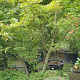 Acer palmatum 200-250 cm cont. 80L