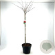 Acer palmatum 80 cm stam 10L kroon