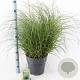 Miscanthus sin. 'Adagio' 70-90 cm 12L