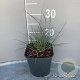 Miscanthus sin. 'Adagio' GM 2,0L