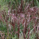 Miscanthus sin. 'China' GM  P11
