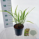 Miscanthus sin. 'Dronning Ingrid' 35-40 cm 3,0L