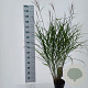 Miscanthus sin. 'Dronning Ingrid' 35-40 cm 3,0L
