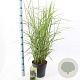 Miscanthus sin. 'Dronning Ingrid' 60-90 cm 6,5L