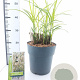 Miscanthus sin. 'Dronning Ingrid' 60-90 cm 6,5L