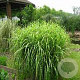Miscanthus sin. 'Etincelle' GM  P11