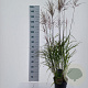 Miscanthus sin. 'Ferner Osten' 50-80 cm 6,5L