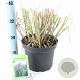 Miscanthus sin. 'Ferner Osten' 50-80 cm 6,5L