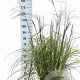 Miscanthus sin. 'Ferner Osten' 60-100 cm 12L