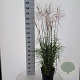 Miscanthus sin. 'Ferner Osten' 60-100 cm 12L