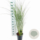 Miscanthus sin. 'Gracillimus' 50-80 cm 6,5L