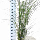 Miscanthus sin. 'Gracillimus' 60-100 cm 12L