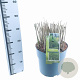 Miscanthus sin. 'Gracillimus' 60-100 cm 12L