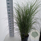 Miscanthus sin. 'Gracillimus' 60-100 cm 12L