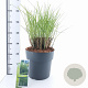 Miscanthus sin. 'Gracillimus' 60-100 cm 12L