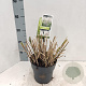 Miscanthus sin. 'Herman Mussel' GM 2,0L