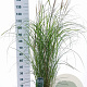 Miscanthus sin. 'Herman Mussel' GM 6,5L