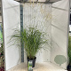 Miscanthus sin. 'Herman Mussel' GM 6,5L