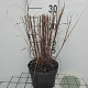 Miscanthus sin. 'Kleine Fontäne' GM 2,0L