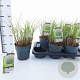 Miscanthus sin. 'Kleine Silbersp.' 30-60 cm 2,0L