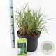 Miscanthus sin. 'Kleine Silbersp.' 60-100 cm 12L