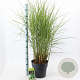 Miscanthus sin. 'Kleine Silbersp.' 60-100 cm 12L