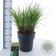 Miscanthus sin. 'Kleine Silbersp.' 60-100 cm 12L