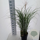 Miscanthus sin. 'Kleine Silbersp.' 60-100 cm 12L