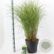 Miscanthus sin. 'Kleine Silbersp.' 60-100 cm 12L