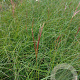 Miscanthus sin. 'Kleine Silbersp.' GM 2,0L