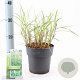 Miscanthus sin. 'Little Zebra' 30-60 cm 2,0L