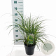 Miscanthus sin. 'Little Zebra' 40-70 cm 3,0L