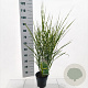 Miscanthus sin. 'Little Zebra' 40-70 cm 3,0L