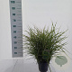 Miscanthus sin. 'Little Zebra' 40-70 cm 3,0L