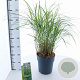 Miscanthus sin. 'Little Zebra' 50-80 cm 6,5L