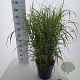 Miscanthus sin. 'Little Zebra' 60-100 cm 12L