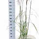 Miscanthus sin. 'Malepartus' 50-80 cm 6,5L
