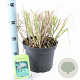 Miscanthus sin. 'Malepartus' 50-80 cm 6,5L