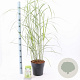 Miscanthus sin. 'Malepartus' 50-80 cm 6,5L
